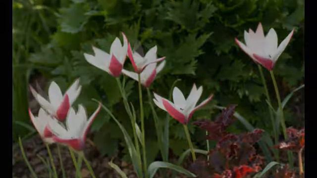 Tulipa Clusiana