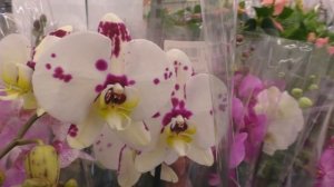 ОРХИДЕИ С НАЗВАНИЯМИ. № 1 Видео - КАТАЛОГ. СОРТОВЫЕ ФАЛЕНОПСИСЫ