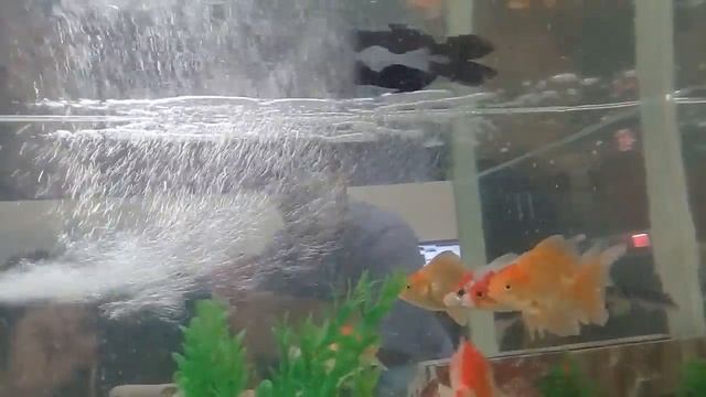 My Aquarium 2 смотреть онлайн