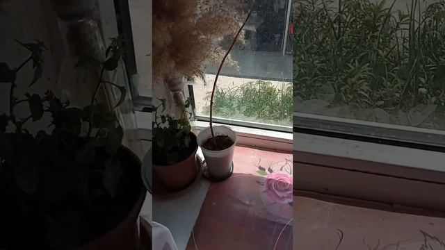 эта мая коллекция растений как вам смотреть онлайн