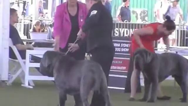 Neapolitan Mastiff Dogs Classes Sydney Royal 2013 смотреть онлайн