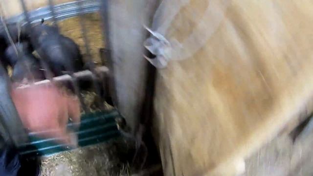 ПРЕОДОЛЕВАЕМ ПОЛОСУ ПРОБЛЕМ И НЕУДАЧ. ПЕРВЫЙ ОПЫТ СВИНОВОДОВ. ИНСТРУМЕНТАЛКА, МЫСЛИ О СВОИХ КУРИЦАХ смотреть онлайн