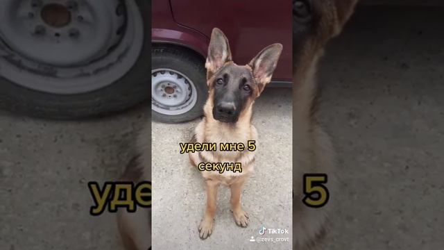 Немецкая Овчарка плюсы и минусы породы смотреть онлайн