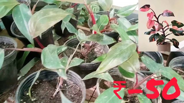 Aglaonema ₹- 25 /Caladium ₹-50 смотреть онлайн