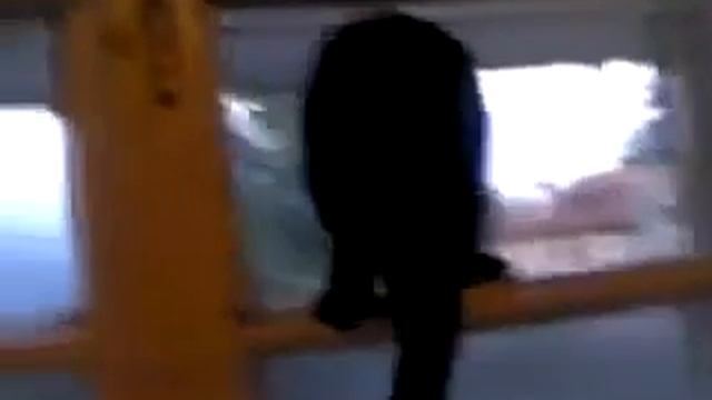 ★ Приколы про кошек! Чёрный кот лает как собака на форточке. Ржач и угар! смотреть онлайн