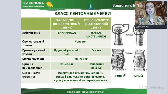 ЛЕНТОЧНЫЕ ЧЕРВИ. Жизненный цикл бычьего и свиного цепней // Биология с Мэри // ЕГЭ в 22 school смотреть онлайн