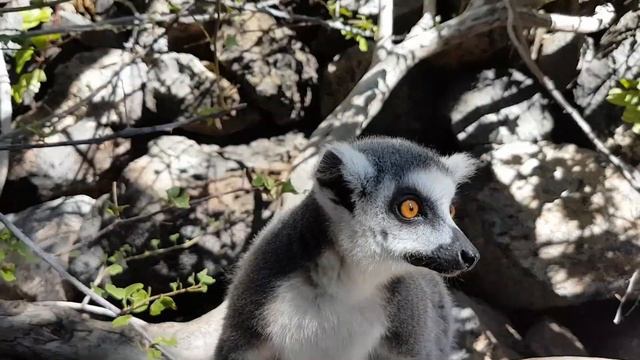 Verdens søteste dyr- lemurer.Самые милые животные в мире- лемуры. The world's cutest animals- lemur смотреть онлайн