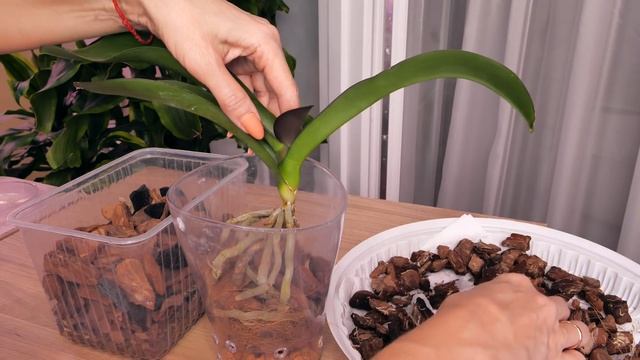 Пересадка орхидеи - ХВАТИТ ГНИТЬ - нам нужно много воздуха внутри. смотреть онлайн