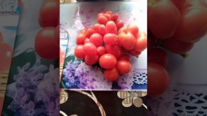 томат Чесночный