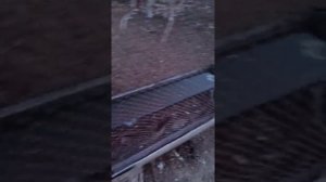 Сарай для овец и коров.