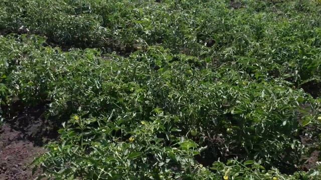 ТОМАТЫ И КАПУСТА НА 13 ИЮЛЯ. смотреть онлайн