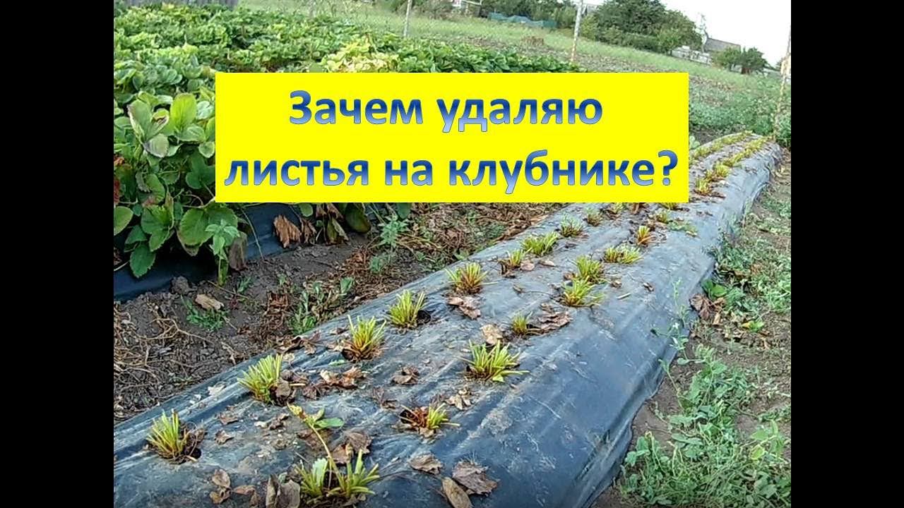 КЛУБНИКА. Удаляю кусты клубники 2-х летки/Зачищаю однолетку/Немного о выращивании рассады клубники смотреть онлайн