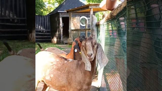 Анна КлипИзФото