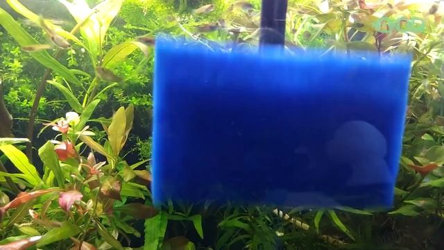 СКРЕБОК ДЛЯ ЧИСТКИ АКВАРИУМА от ТМ Лагуна! Обзор, тест, плюсы и минусы! смотреть онлайн