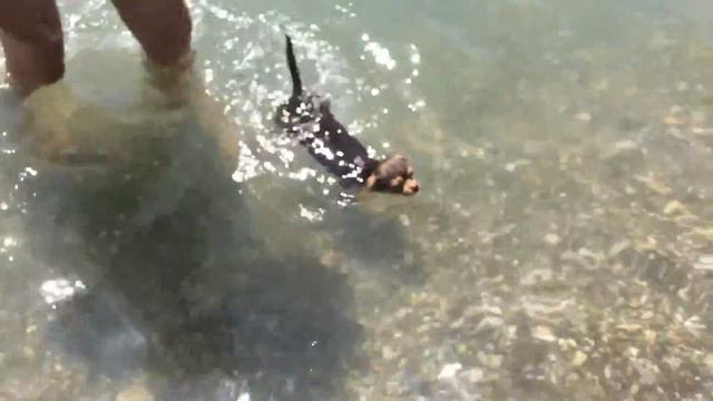 Я с собакой купаются на море смотреть онлайн