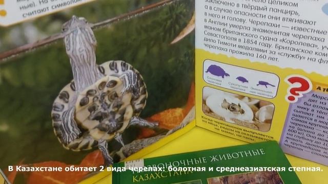 Детям о животных: Черепахи смотреть онлайн