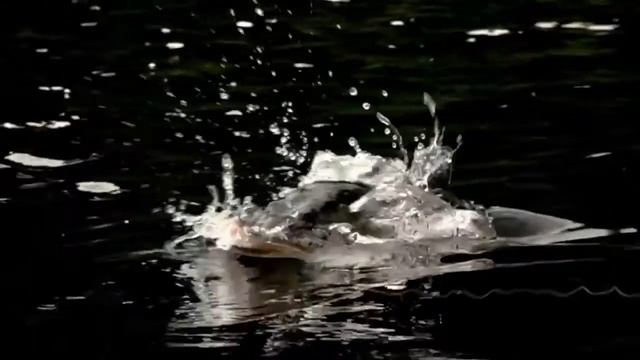 Рыбалка, самые клевые моменты с рыбалки на щуку смотреть онлайн