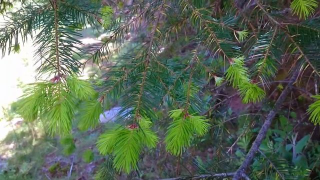 Douglas-fir, the second tallest conifer (Pseudotsuga menziesii) смотреть онлайн