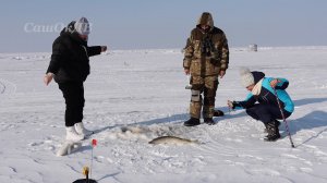 Озеро Ханка. Щука 2024. Щука на жерлицы...