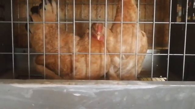 Царскосельские занеслись. Всего лишь включил свет. смотреть онлайн