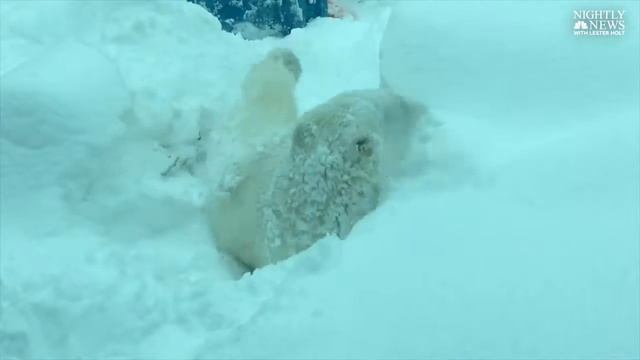 ЖИВОТНЫЕ, МИЛЫЕ ЗВЕРИ, САМЫЕ МИЛЫЕ ЗВЕРИ смотреть онлайн