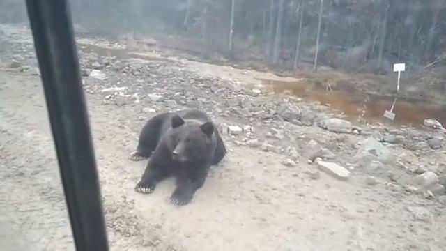 Нападение Большого Бурого Медведя!!! смотреть онлайн