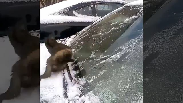Кот и лобовое стекло автомобиля! 21721 смотреть онлайн