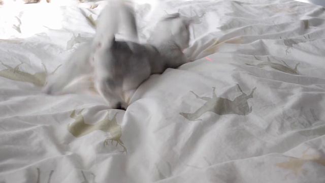 Cute Munchkin Kitten Pounce! смотреть онлайн