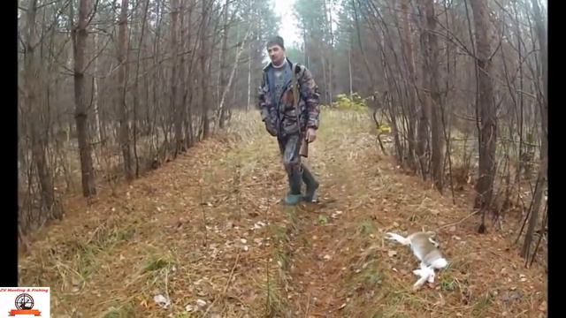 hare hunting. Эпизод про охоту на зайца с гончими. смотреть онлайн