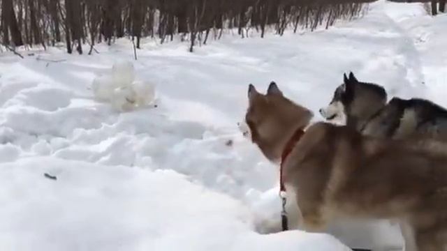 Ужасы леса. У страха глаза велики. смотреть онлайн