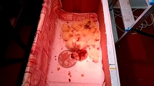 У нас снова пополнение/суточные гусята линда/брудер из коробки смотреть онлайн