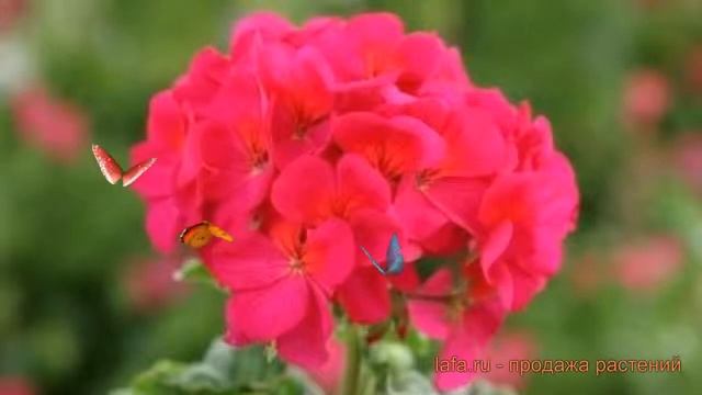 Пеларгония зональный Виолет ? пеларгония Виолет обзор: как сажать семена пеларгонии Виолет смотреть онлайн