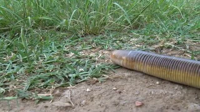 Amphisbaena on the move - Ormeøgle på tur смотреть онлайн