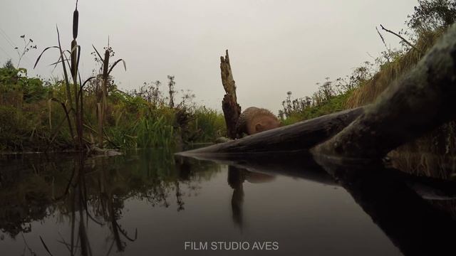 Американская норка ловит раков | Film Studio Aves смотреть онлайн