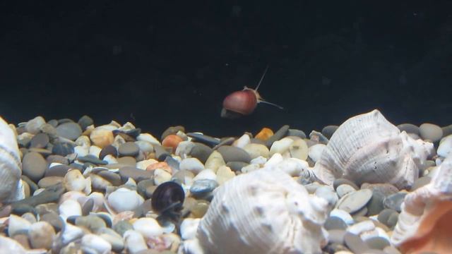 Запуск 100 литров и проблема с цветными ампуляриями смотреть онлайн