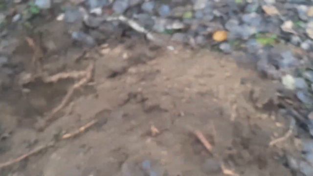 ПЕРВЫЙ ЛЕС !ПЕРВОЕ СЕРЕБРО! смотреть онлайн
