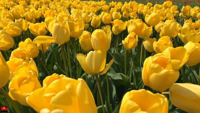 Beautiful Relaxing Instrumental Music