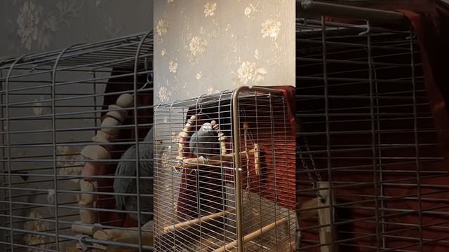 говорящий попугай Яша поёт: Ааа.... и зелёный попугай.... смотреть онлайн