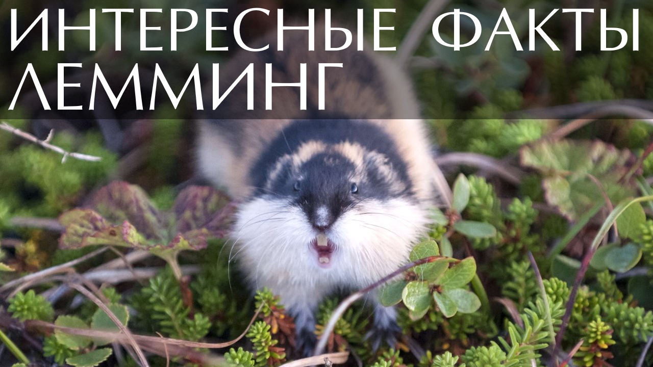 Лемминг. Интересные факты смотреть онлайн