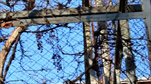 Животные в Ростовском зоопарке (павиан анубис, слоны, колобус, гуанако ). 23.12.22 г. смотреть онлайн