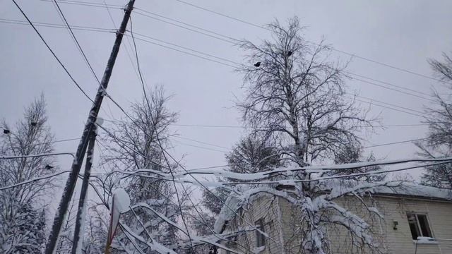 ТЕТЕРЕВ В ПОСЕЛКЕ (февраль 2021)) косач не боится людей. смотреть онлайн