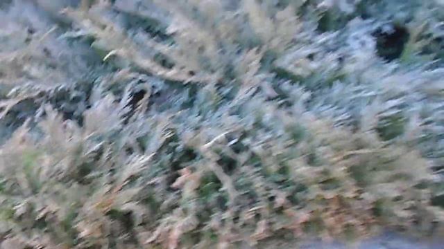 Можжевельник горизонтальный Андорра Вариегата (Juniperus horizontalis Andorra Variegata) смотреть онлайн