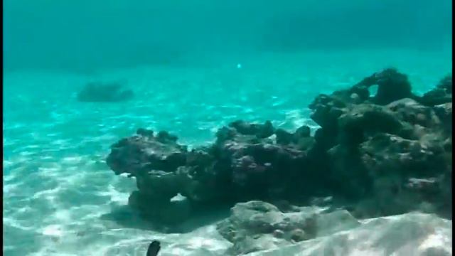 Moorea underwater смотреть онлайн