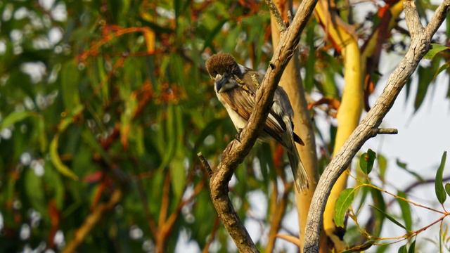ANIMAL COLLECTION: The Best of the Animal World 8K 60FPS VIDEO ULTRA HD - #ANIMALS #60FPS смотреть онлайн