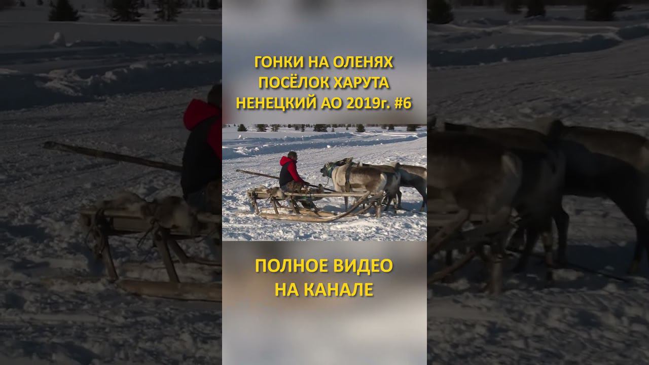 ГОНКИ НА ОЛЕНЯХ DEER RACES 6 SHORTS #SHORTS смотреть онлайн