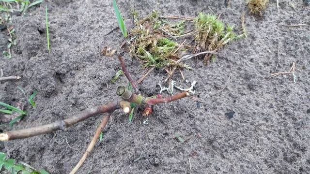 Как восстанавливаются мои розы после зимы. Что отходит, что пропало? смотреть онлайн