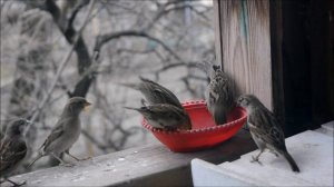 Воробьи кормят своих птенцов