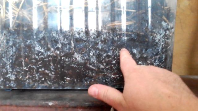 Опыт с червями. смотреть онлайн