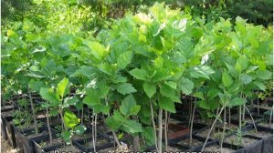 Гортензия Мэджикал Свит Саммер — описание, посадка и уход