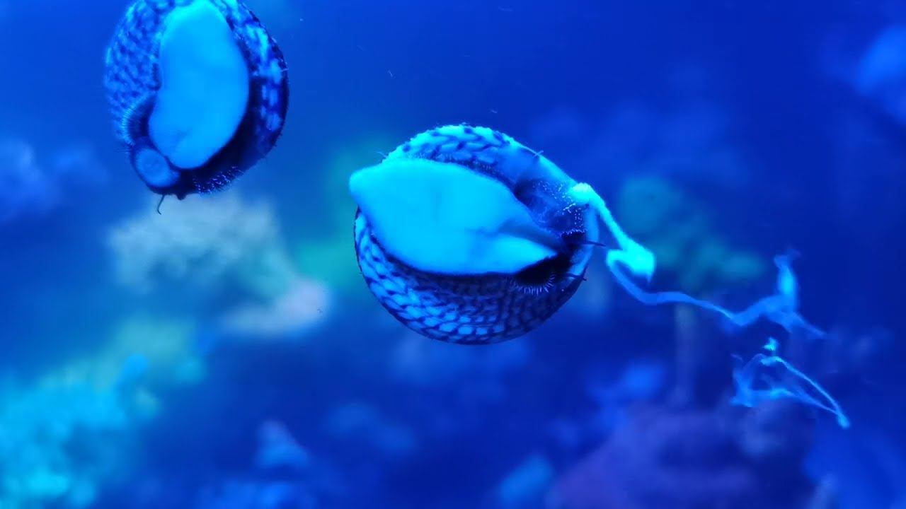Breeding Trochus' смотреть онлайн